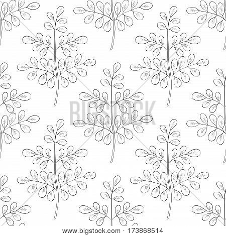 Moringa oleifera medicinal plant. Hand drawn botanical sketch illustration. Seamless pattern.