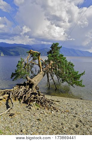The inclined pine landmark Teletskoe lake Altai
