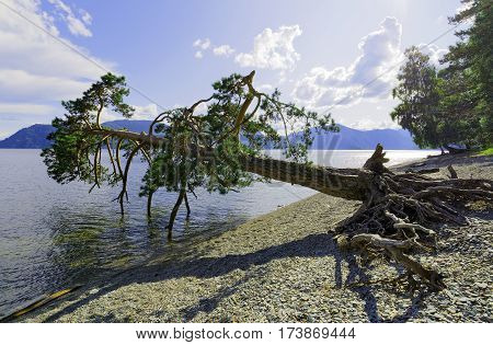 The inclined pine landmark Teletskoe lake Altai