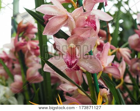 Beautiful Pale pink orchid flowers in the Garden