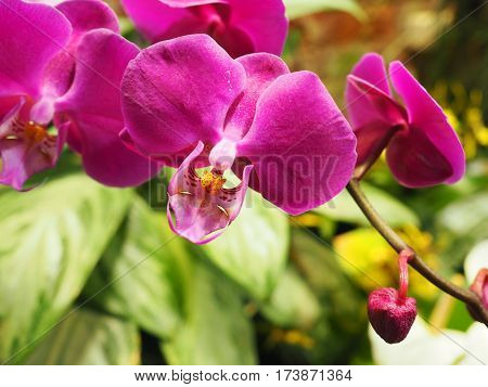 Closeup of Orchidea Phalaenopsis in the Garden