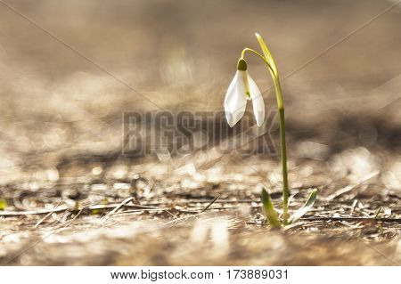 alone closeup white snowdrop spring in sunshine