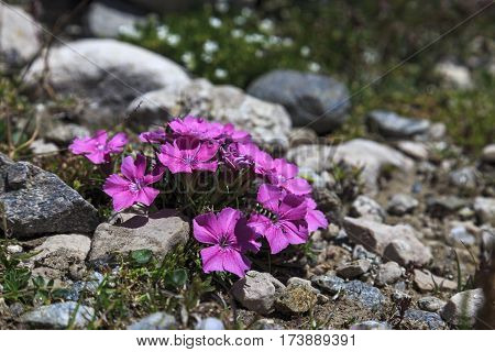 pink dianthus carnation plant blooming in spring