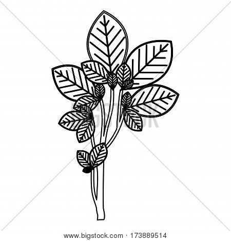sketch silhouette ramifications with oval leaves nature icon vector illustration