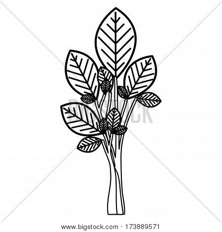 sketch silhouette ramifications with oval leaves plant icon vector illustration