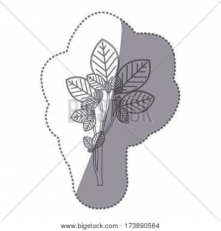 sticker gray color ramifications with oval leaves nature icon vector illustration