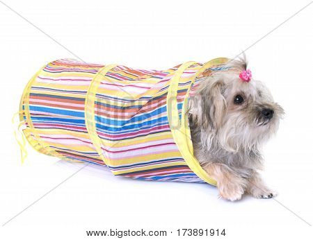 crossbred yorkshire terrier in front of white background