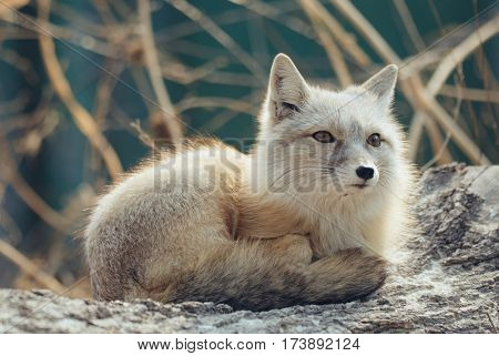 Artic fox
