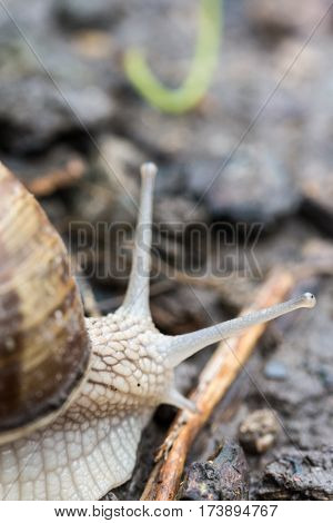 Garden Snail In The Garden Soil