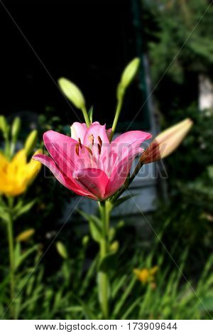 Beautiful Flower in park and garden in New Delhi, India