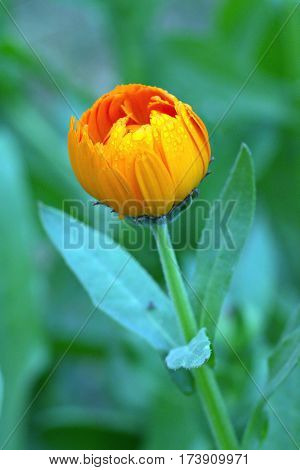 Beautiful Flower in park and garden in New Delhi, India