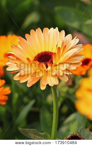Beautiful Flower in park and garden in New Delhi, India