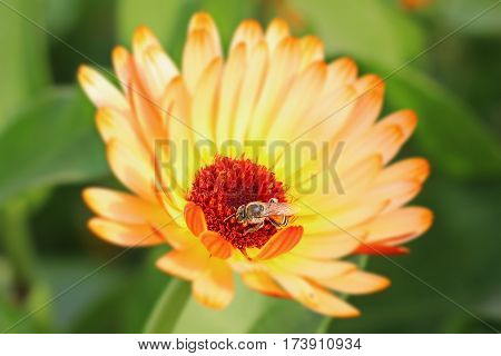 Beautiful Flower in park and garden in New Delhi, India
