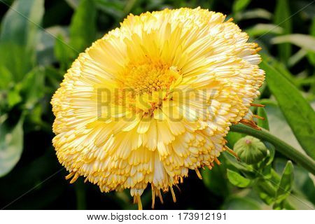 Beautiful Flower in park and garden in New Delhi, India