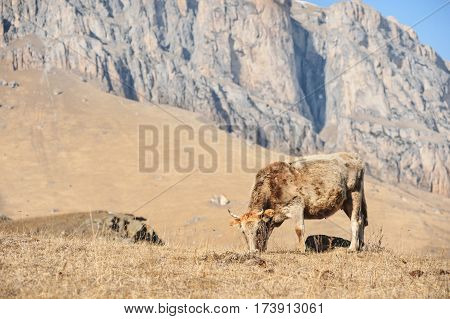 Caucasian bulls and cows on the mountain pastures in the tract near Mount Elbrus on a background of beautiful rocks and blue sky