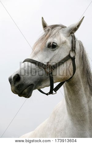 Beautiful hed shot closeup of a young arabian foal