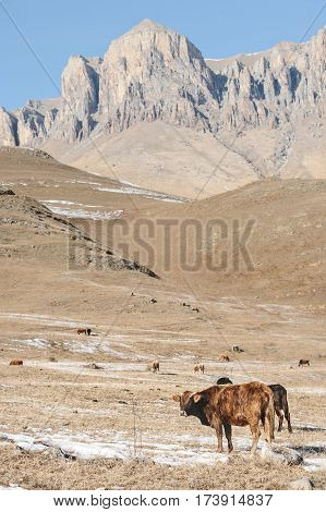 Caucasian bulls and cows on the mountain pastures in the tract near Mount Elbrus on a background of beautiful rocks and blue sky