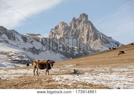 Caucasian bulls and cows on the mountain pastures in the tract near Mount Elbrus on a background of beautiful rocks and blue sky