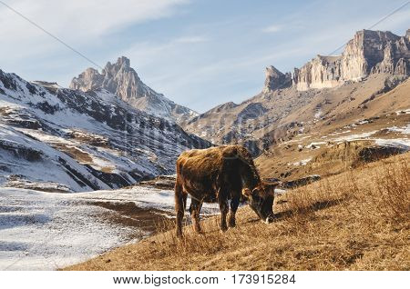 Caucasian bulls and cows on the mountain pastures in the tract near Mount Elbrus on a background of beautiful rocks and blue sky