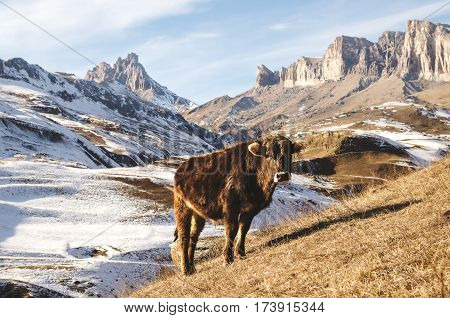 Caucasian bulls and cows on the mountain pastures in the tract near Mount Elbrus on a background of beautiful rocks and blue sky