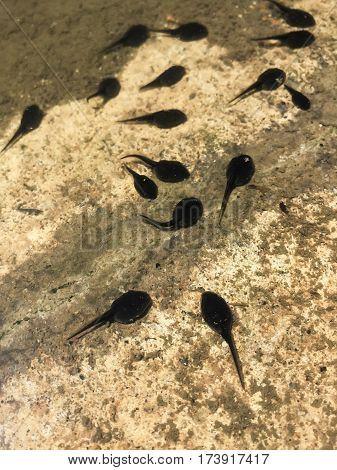close up tadpoles swimming in their natural habitat