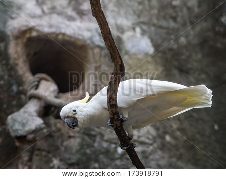 close up of lesser sulphur crested cockatoo