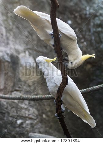 close up of lesser sulphur crested cockatoo