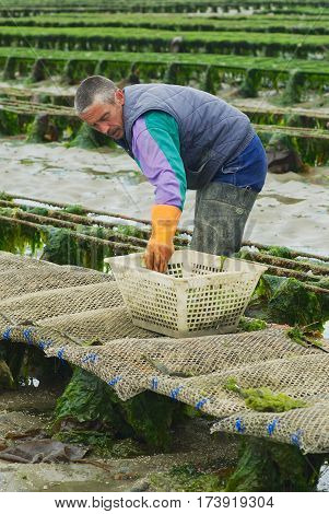GRANDCAMP-MAISY, FRANCE - JULY 03, 2008: Unidentified farmer works at oyster farm at low tide in Grandcamp-Maisy, France.