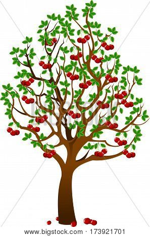 Vector - Cherry tree with berries and birds isolated on white background