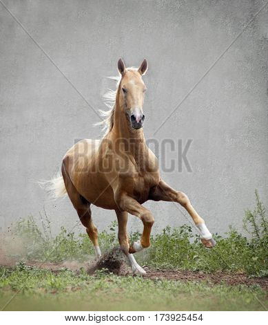 chestnut akhal-teke horse with concrete wall behind
