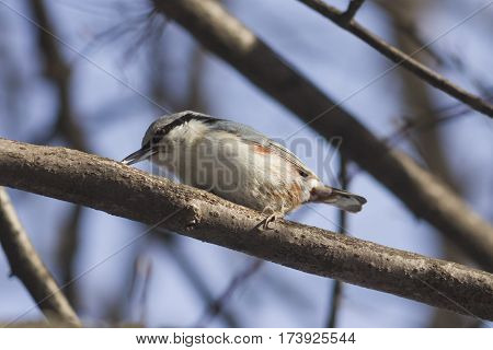 Eurasian or wood nuthatch Sitta europaea close-up portrait on tree selective focus shallow DOF