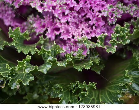 close up of fresh cabbage purple background