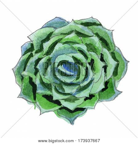 Wildflower succulentus flower in a watercolor style isolated. Full name of the plant: succulentus. Aquarelle wild flower for background, texture, wrapper pattern, frame or border.