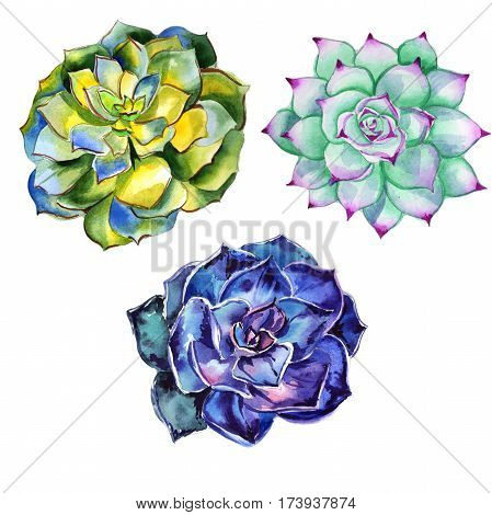 Wildflower succulentus flower in a watercolor style isolated. Full name of the plant: succulentus. Aquarelle wild flower for background, texture, wrapper pattern, frame or border.