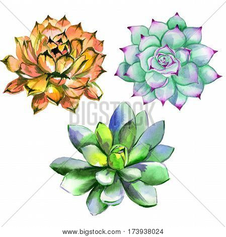 Wildflower succulentus flower in a watercolor style isolated. Full name of the plant: succulentus. Aquarelle wild flower for background, texture, wrapper pattern, frame or border.