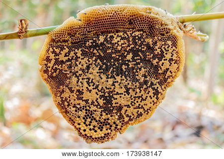 Honeycomb hem or Apis florea in nature.