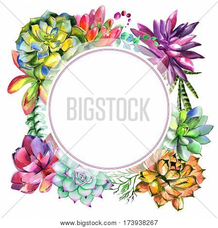 Wildflower succulentus flower frame in a watercolor style isolated. Full name of the plant: succulentus. Aquarelle wild flower for background, texture, wrapper pattern, frame or border.