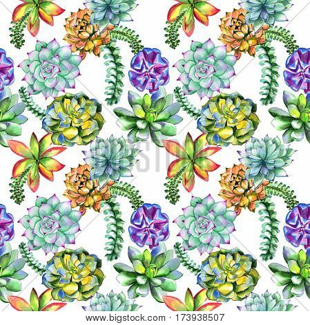 Wildflower succulentus flower pattern in a watercolor style isolated. Full name of the plant: succulentus. Aquarelle wild flower for background, texture, wrapper pattern, frame or border.