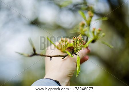 Fresh buds of apple trees in the garden