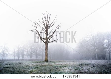 Weird tree in frozen meadow over exposed to express it's appearance