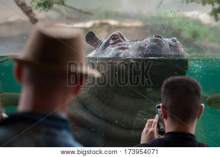 SAINT-AIGNAN, FRANCE - JUNE 30, 2016: Visitors look as the hippopotamus (Hippopotamus amphibius) swimming at Beauval Zoo in Saint-Aignan sur Cher, France.