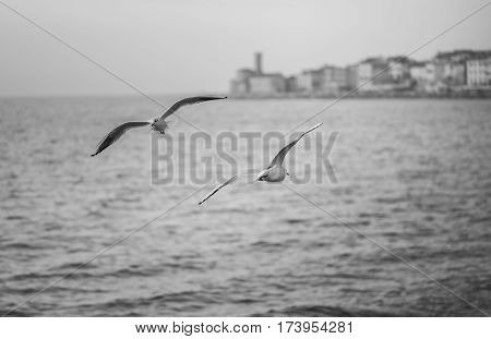 Seagulls are flying above sea level over the mediterranean sea.