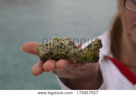 Beautiful coral from the Red Sea in the hand