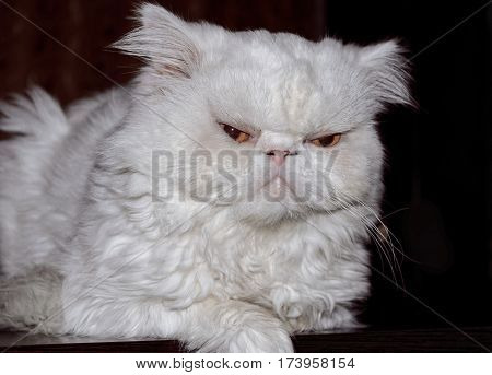 Muzzle of a white cat of the Persian breed against a dark background. Indoors. The pet lies. Horizontal format. Color. Stock photo.