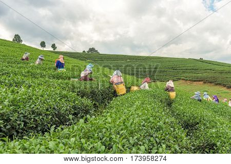 CHIANG RAI THAILAND - DEC 8: Women from Thailand breaks tea leaves on tea plantation on December 8 2015 on a tea plantation at Chui Fong Chiang Rai Thailand.