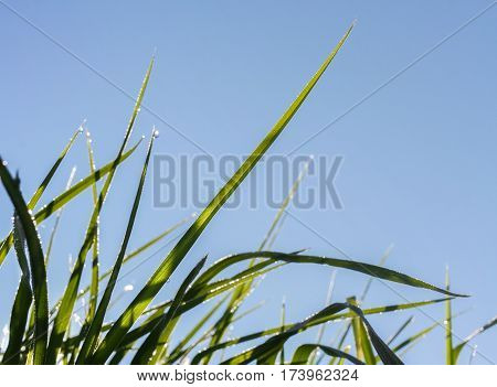 Close-up sunlit and covered with morning dew drops green grass blades against the blue sky in summer.