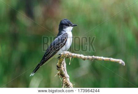 An Eastern Kingbird Perched on a Branch