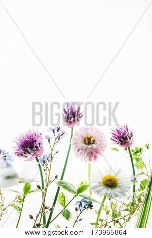 summer flowers