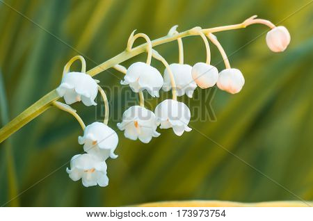 Flower lily of the valley growing in forest in spring closeup natural background