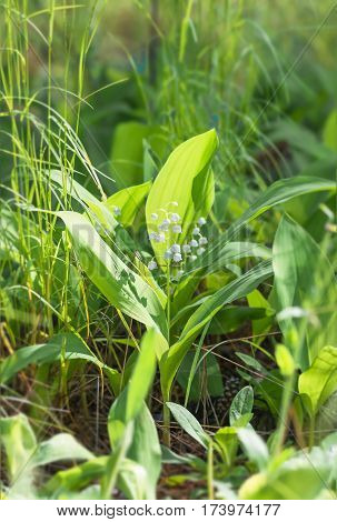 Flower lily of the valley growing in forest in spring closeup natural background